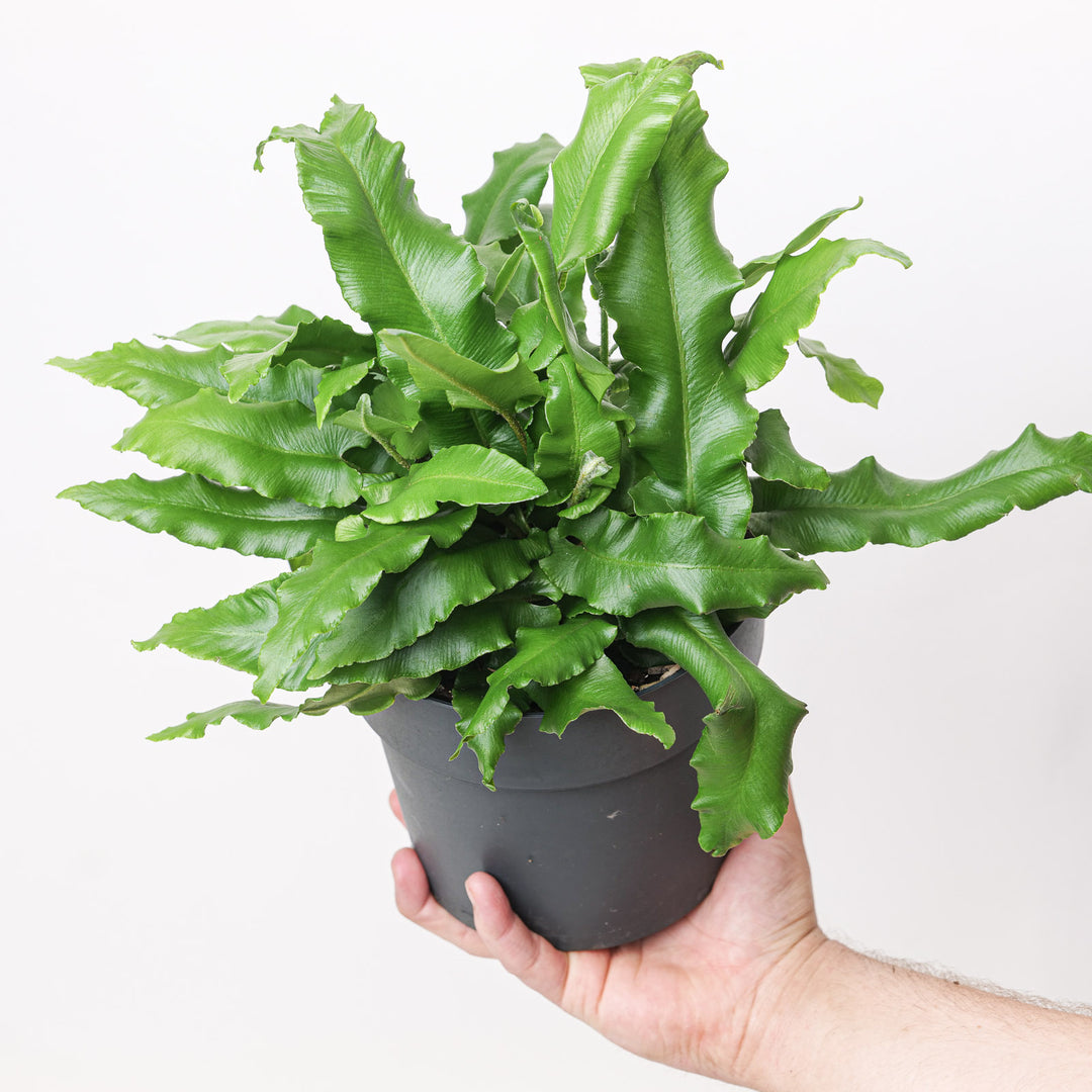 Asplenium scolopendrium 17cm / 2L Plants - Outdoor GROW TROPICALS