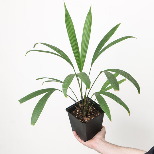 Asplundia sp. Plants GrowTropicals
