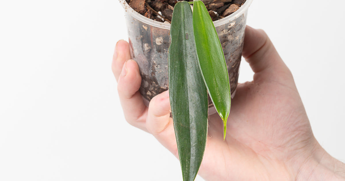 Philodendron asplundii | Plants