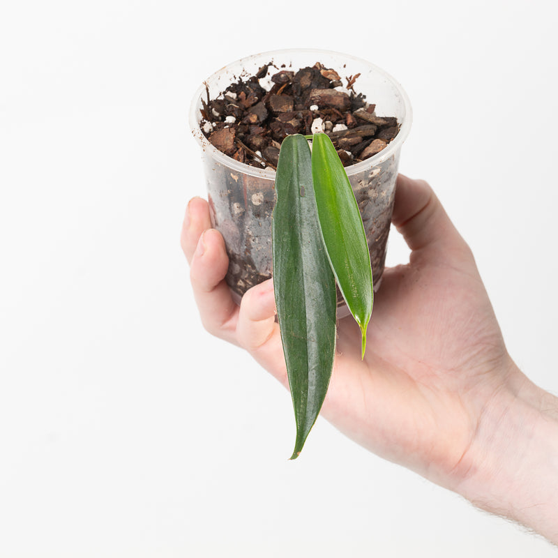 Philodendron asplundii Plants GrowTropicals