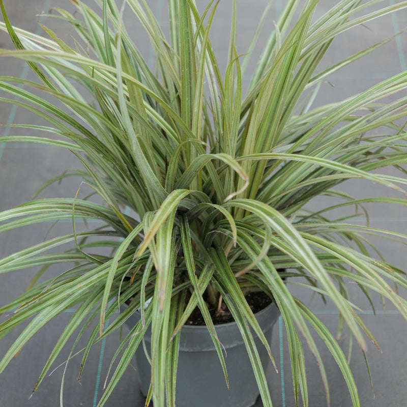 Astelia nervosa 'Westland' Plants - Outdoor GROW TROPICALS