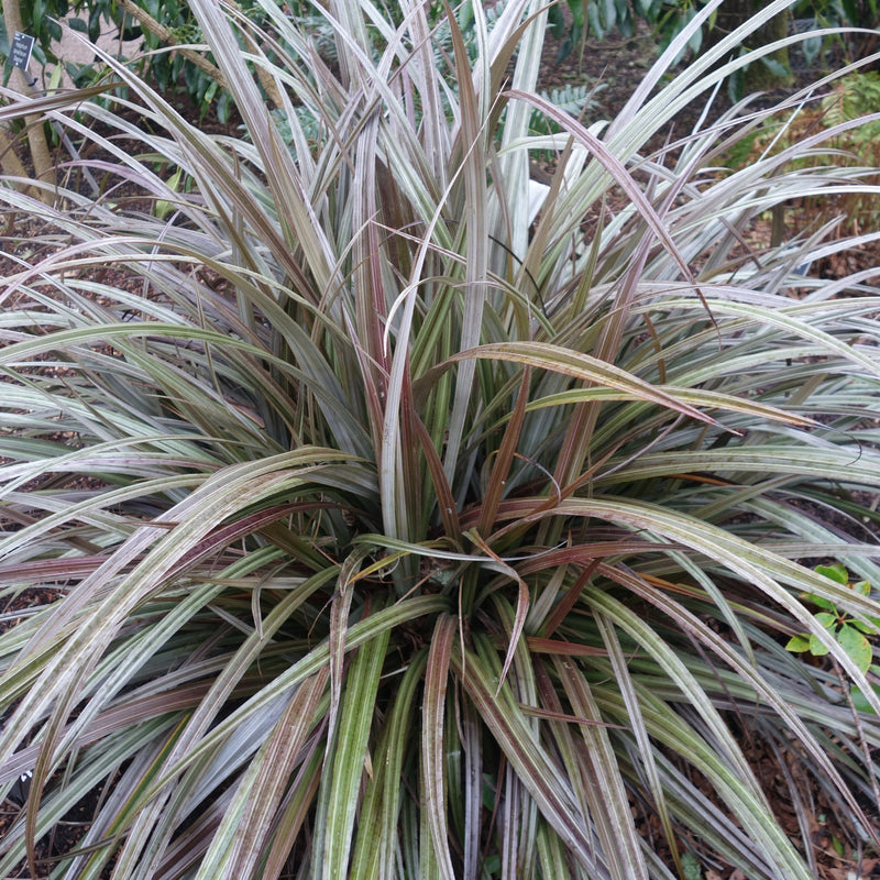 Astelia nervosa 'Westland' Plants - Outdoor GROW TROPICALS