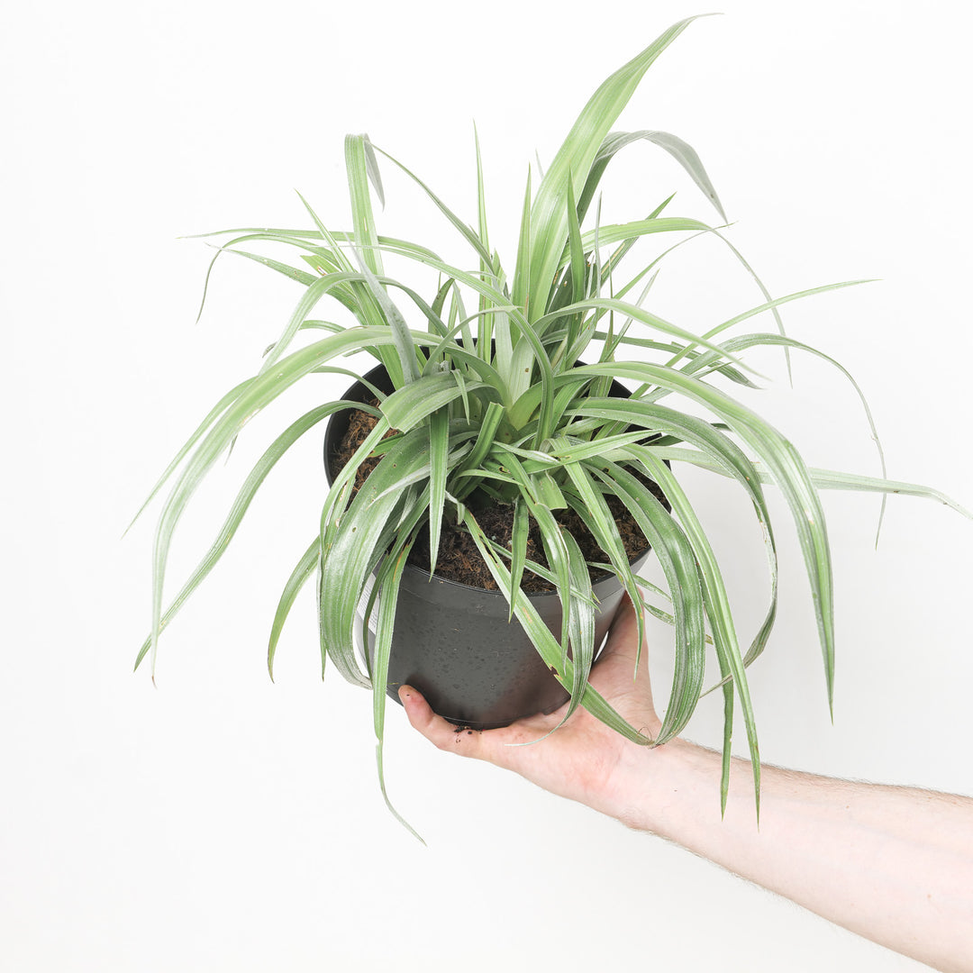 Astelia chathamica Silver Spear Plants - Outdoor GROW TROPICALS