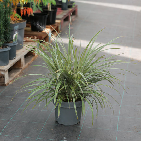 Astelia nervosa 'Westland' 23cm / 5L Plants - Outdoor GROW TROPICALS