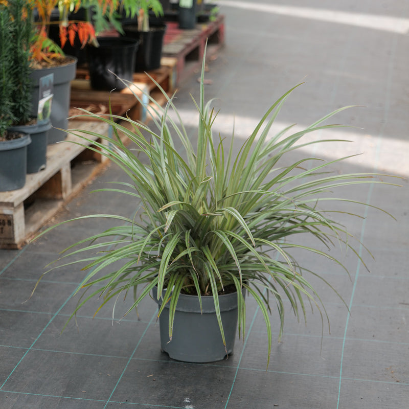 Astelia nervosa 'Westland' 23cm / 5L Plants - Outdoor GROW TROPICALS