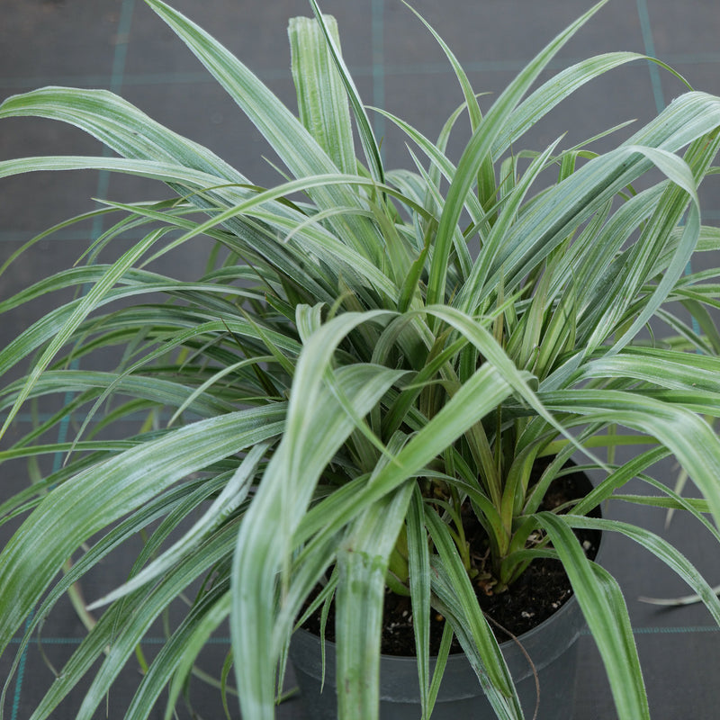 Astelia 'Silver Shadow' Plants - Outdoor GROW TROPICALS