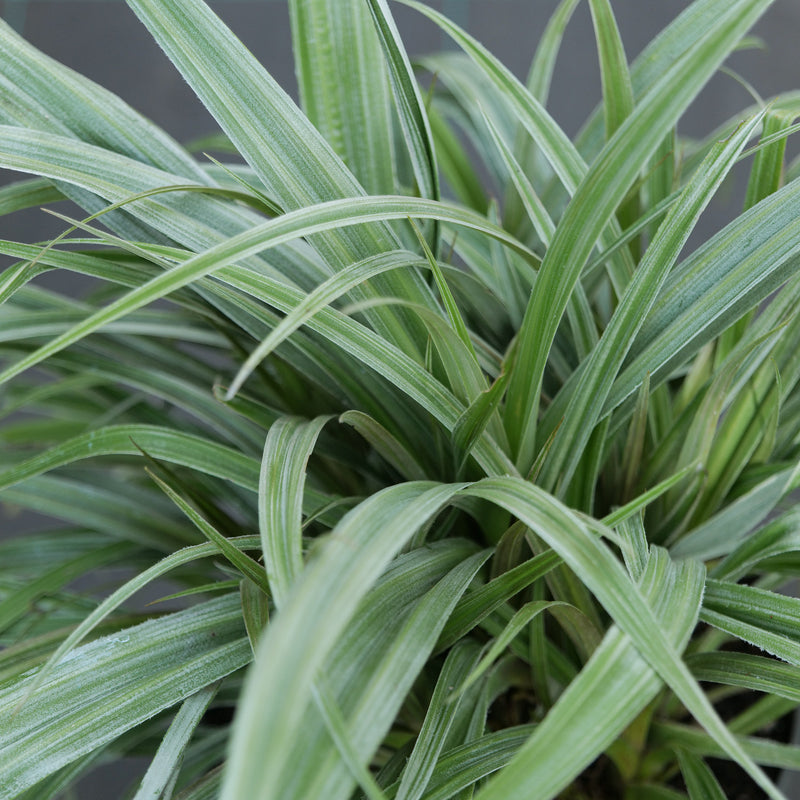 Astelia 'Silver Shadow' Plants - Outdoor GROW TROPICALS