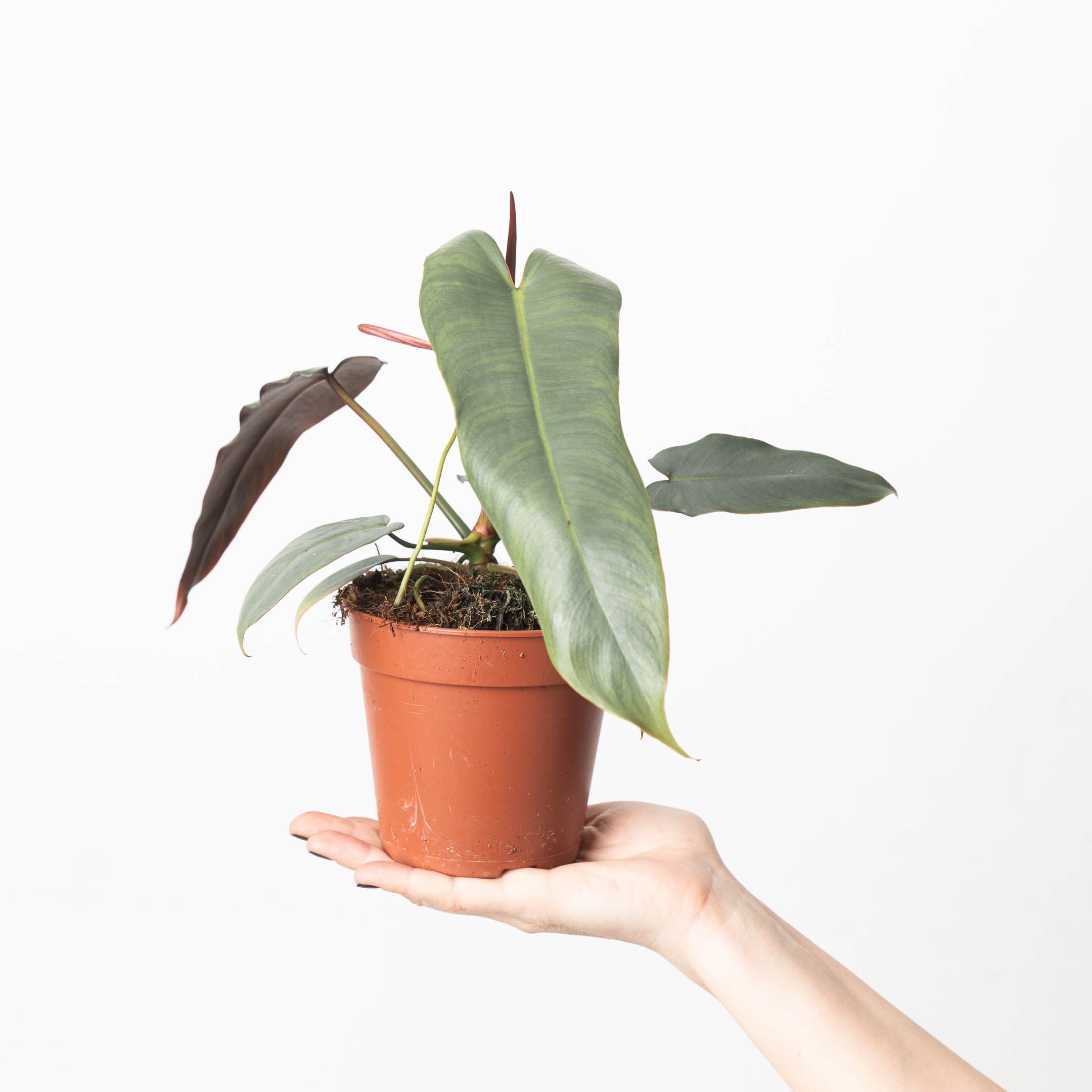 philodendron atabapoense price Philodendron atabapoense 'Santa Leopoldina'