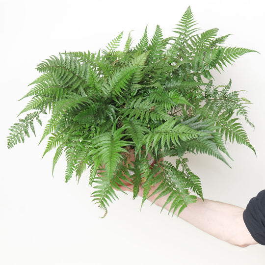 Athyrium sp.
