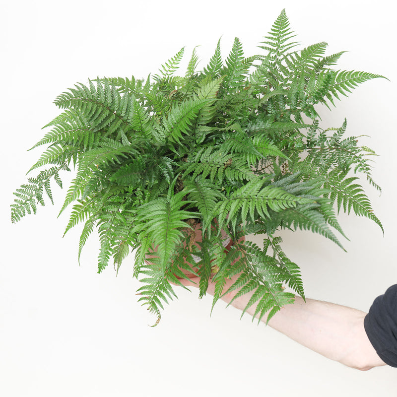Athyrium sp. Plants - Outdoor GROW TROPICALS