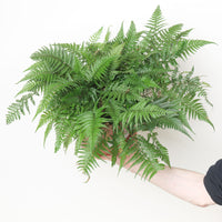 Athyrium sp.
