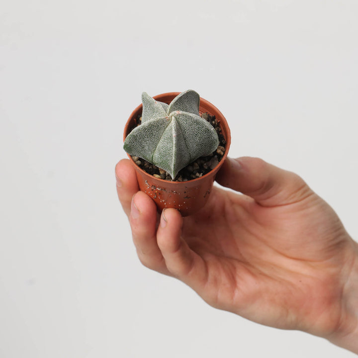 Astrophytum myriostigma | Bishop's Cap Cactus - GROW TROPICALS