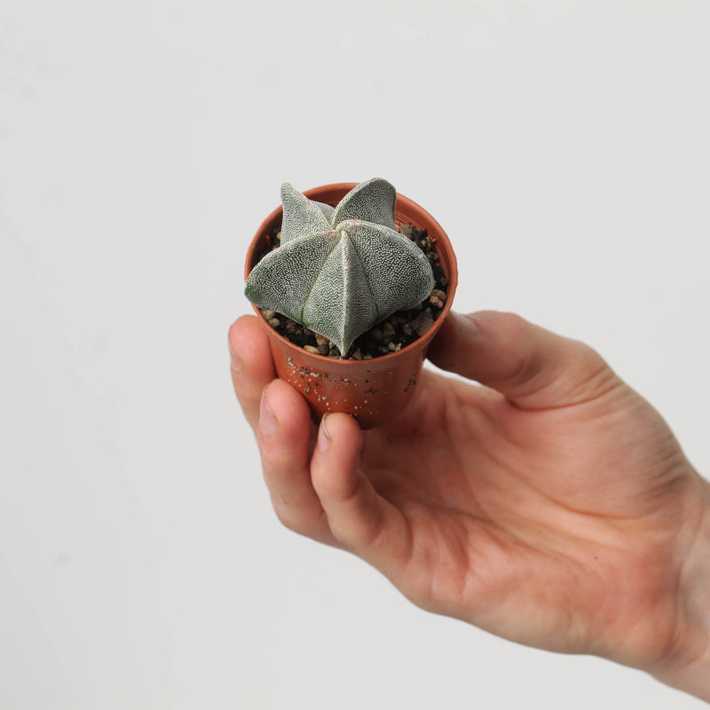 Astrophytum myriostigma | Bishop's Cap Cactus Plants GrowTropicals