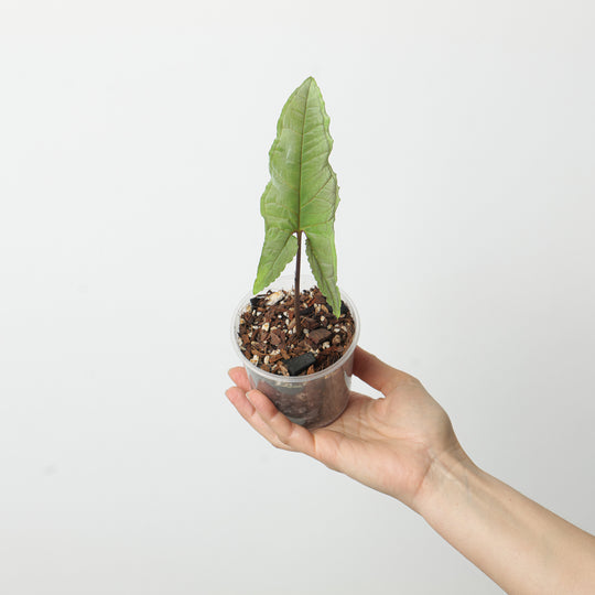 Chlorospatha atropurpurea 9cm Plants GrowTropicals
