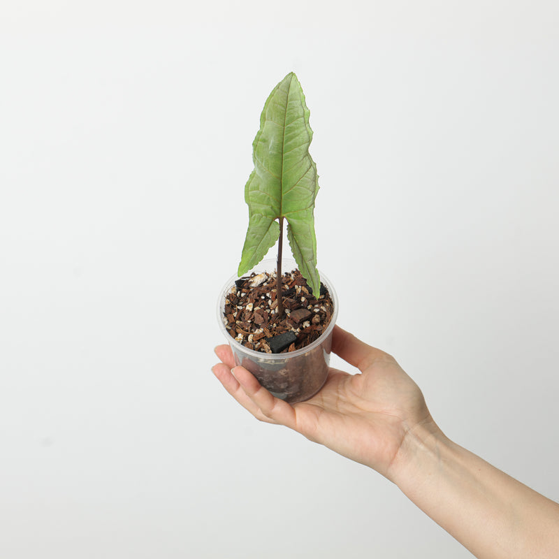 Chlorospatha atropurpurea — 9cm