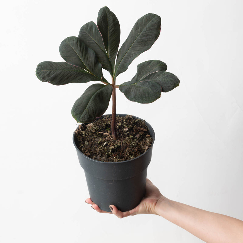 Amorphophallus atroviridis 17cm Plants GrowTropicals