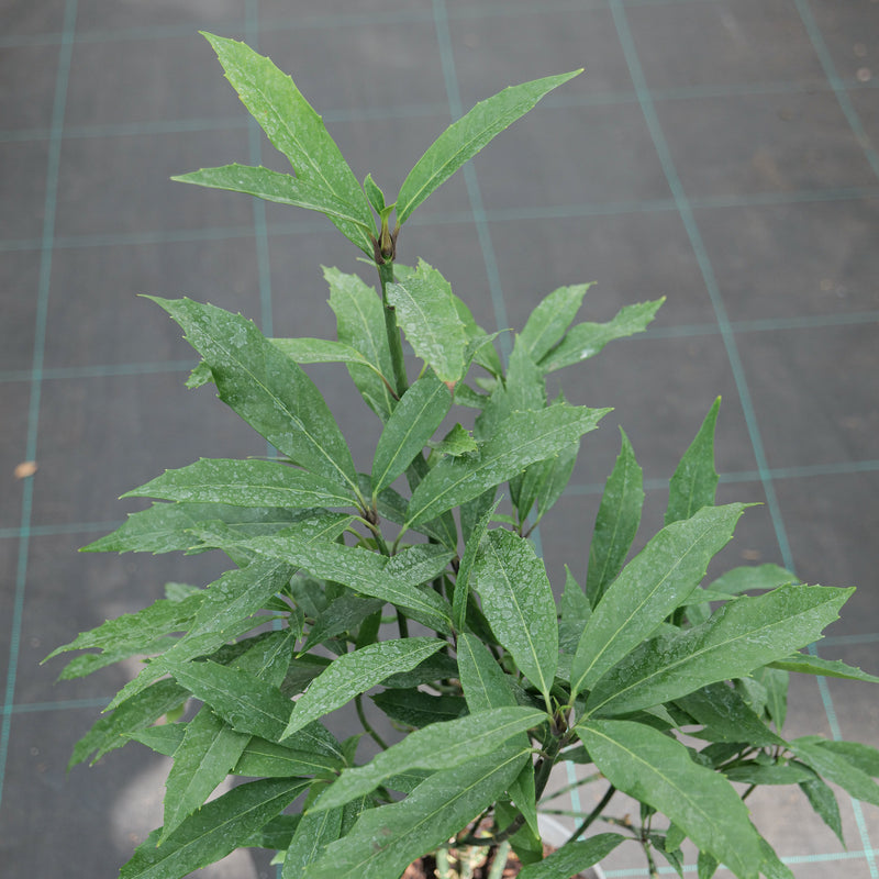 Aucuba japonica f. longifolia 'Salicifolia' — 23cm / 5L