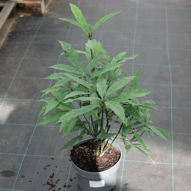 Aucuba japonica f. longifolia 'Salicifolia' Plants - Outdoor GROW TROPICALS