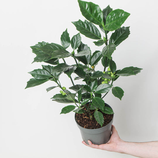 Aucuba japonica 'Rozannie' Plants - Outdoor GROW TROPICALS