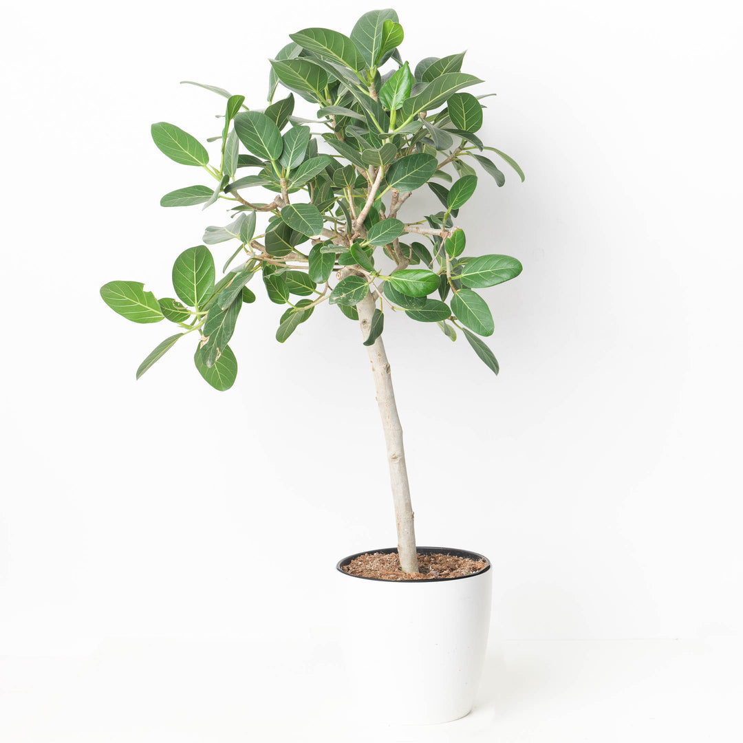 Ficus benghalensis 'Audrey' - GROW TROPICALS