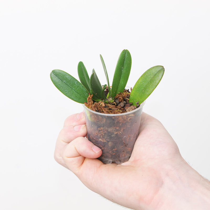 Bulbophyllum auratum Plants Growtropicals