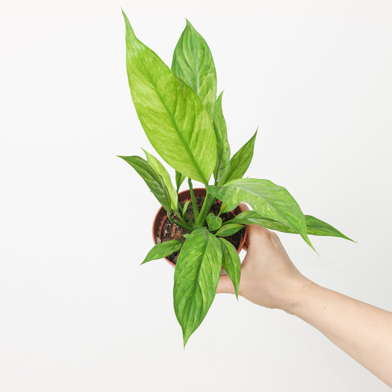 Spathiphyllum aurea variegated Plants GrowTropicals