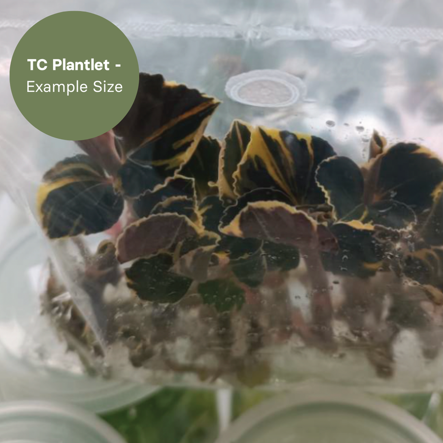 Anoectochillus Black Swan Aurea (TC Plantlet) - Preorder Plants GrowTropicals