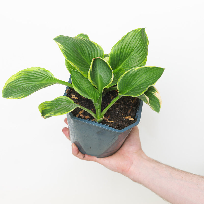 Hosta 'Undulata Aureomarginata' Plants - Outdoor GROW TROPICALS