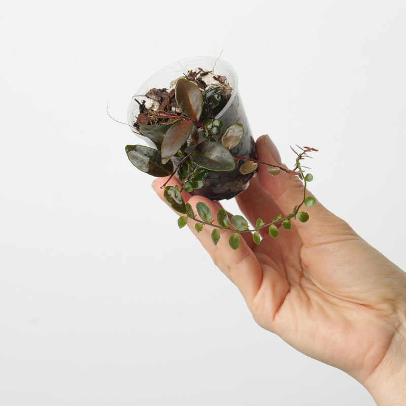 Marcgravia sp. Azrael Plants GrowTropicals