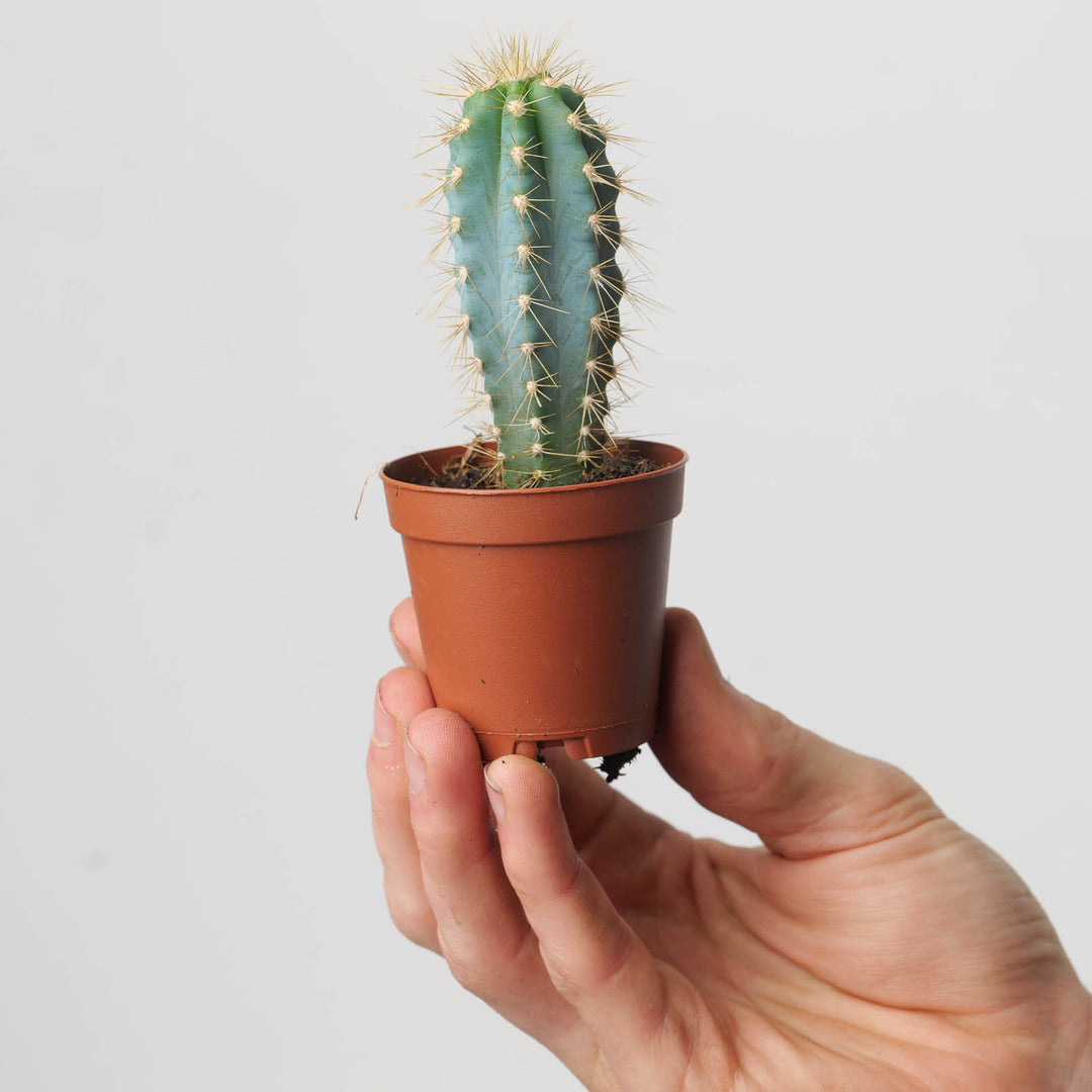 Pilosocereus azureus - GROW TROPICALS