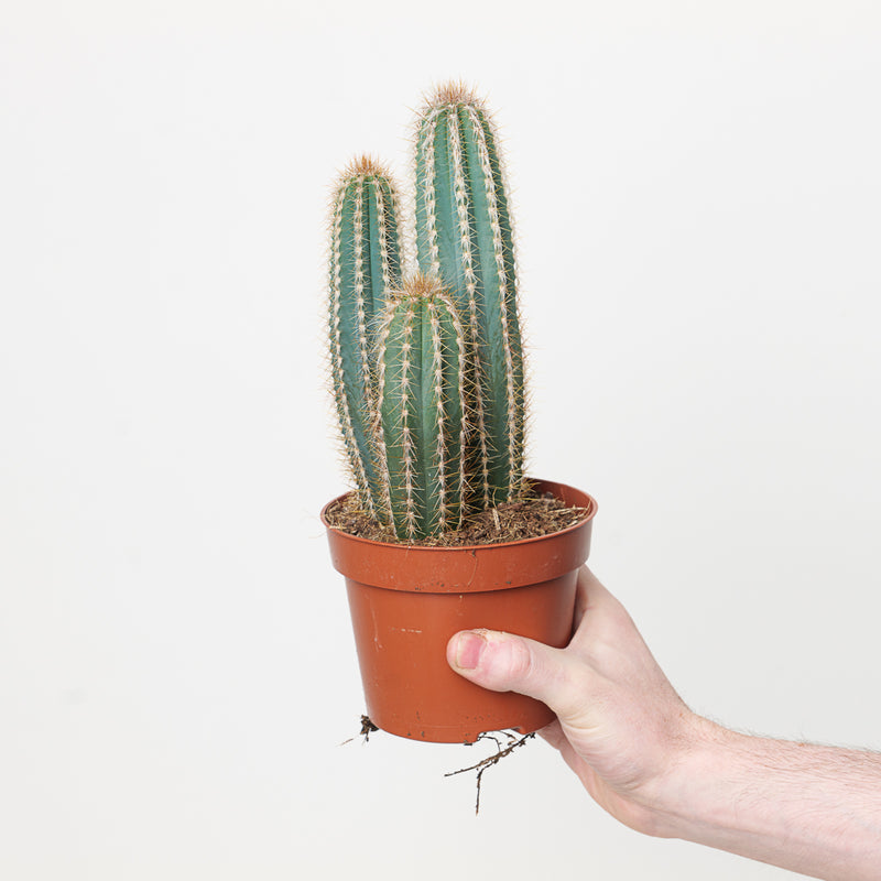 Pilosocereus pachycladus 12cm Plants GrowTropicals