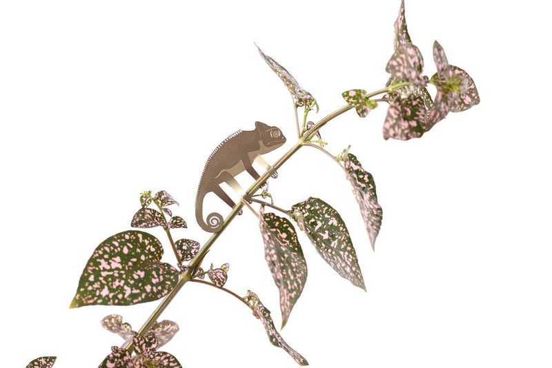 Plant Animal - Chameleon Gifts Another Studio UK