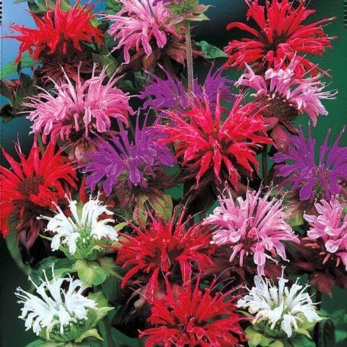 Monarda 'Panorama Mix' Seeds — Default Title