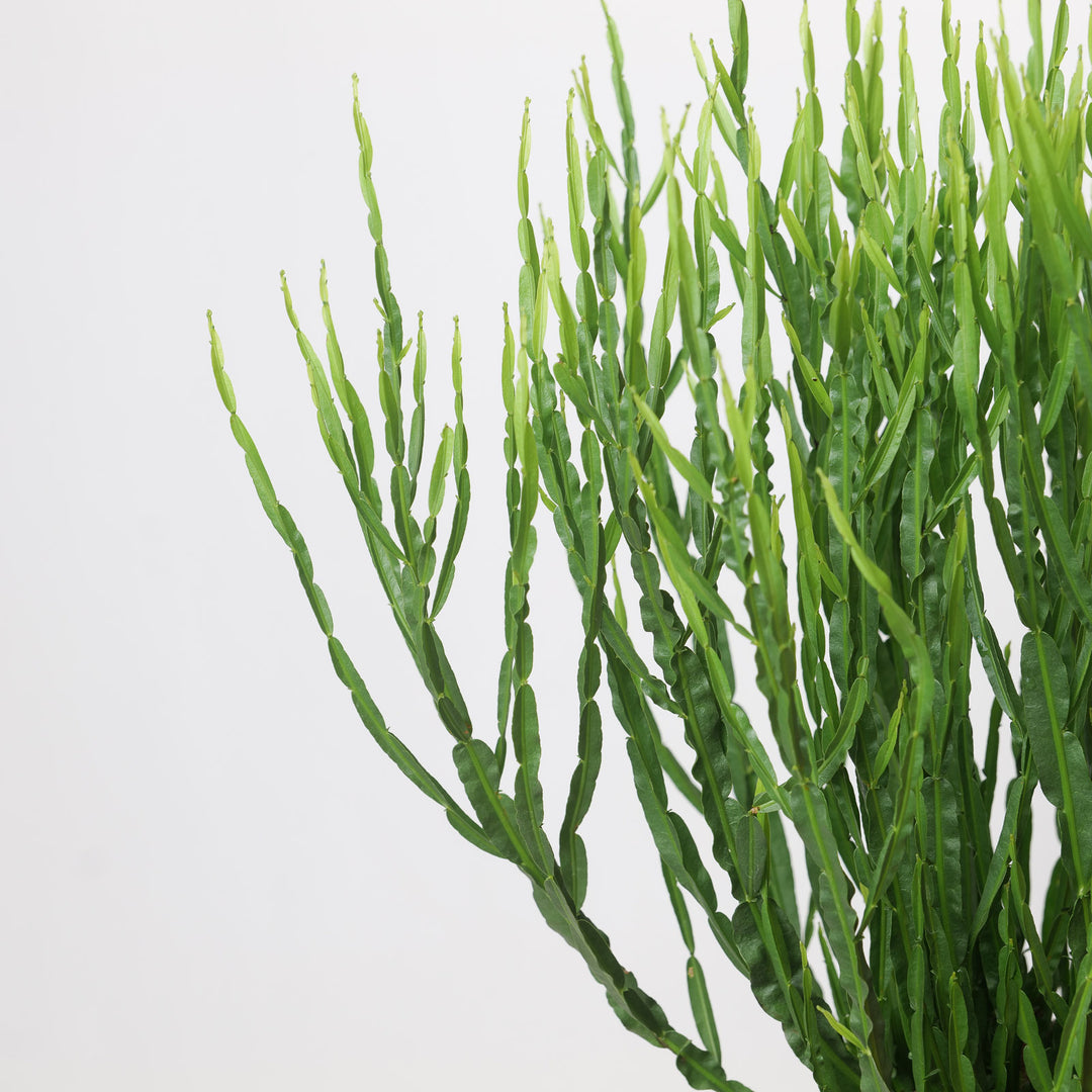 Baccharis trimera