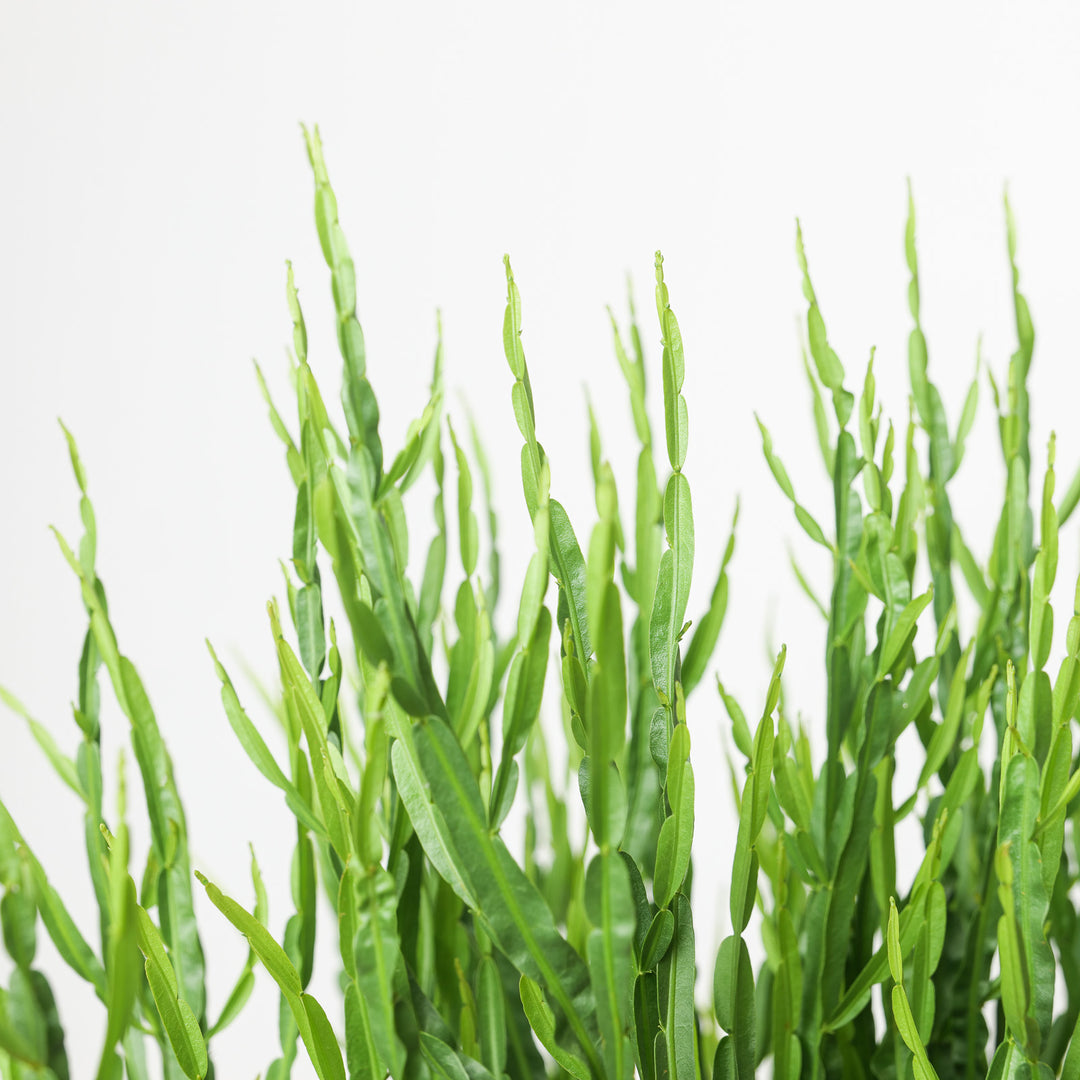 Baccharis genistelloides