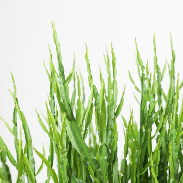 Baccharis genistelloides