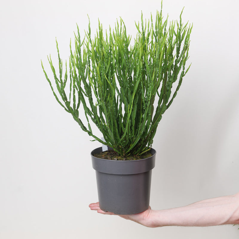 Baccharis trimera 19cm / 3L Plants - Outdoor GROW TROPICALS