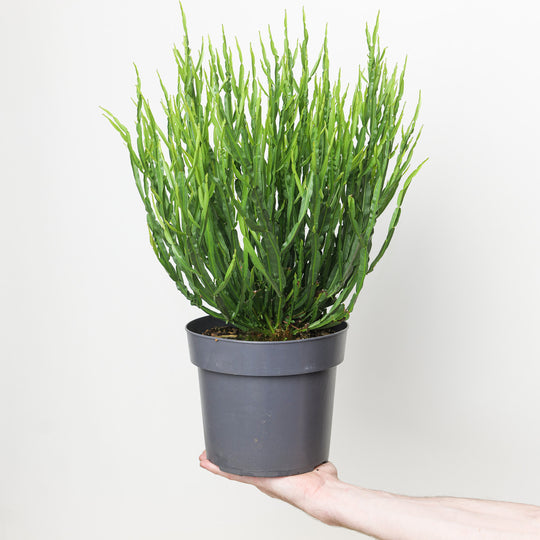 Baccharis genistelloides 19cm / 3L Plants - Outdoor GROW TROPICALS