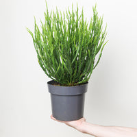 Baccharis genistelloides