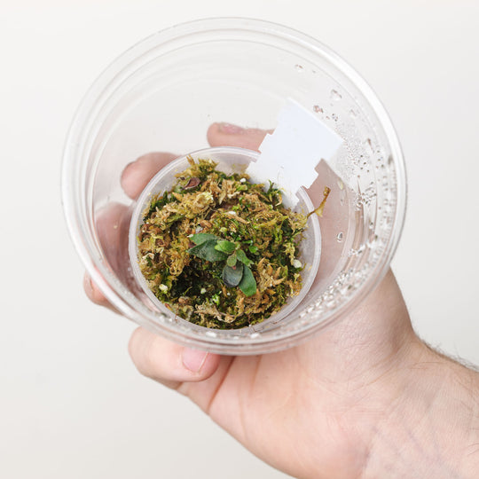 Platycerium Bacteria sporeling (Plantlet) Plants GrowTropicals