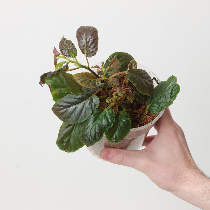 Begonia bahiensis Plants GrowTropicals