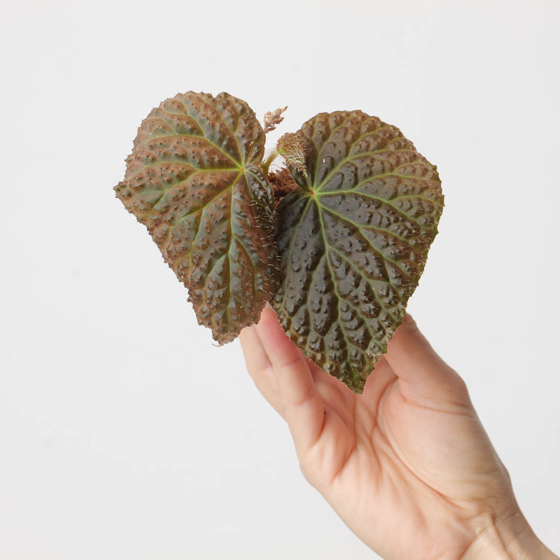 Begonia baik x dracopelta 6cm Plants GrowTropicals