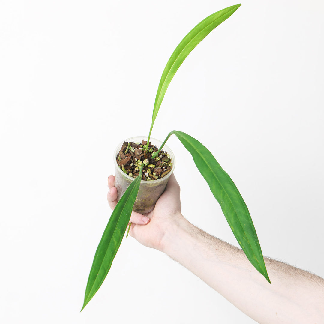 anthurium bakeri Anthurium bakeri