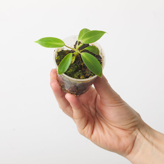 Philodendron bakeri 6cm Plants GrowTropicals