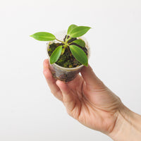 Philodendron bakeri