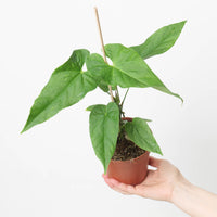 Anthurium balaoanum