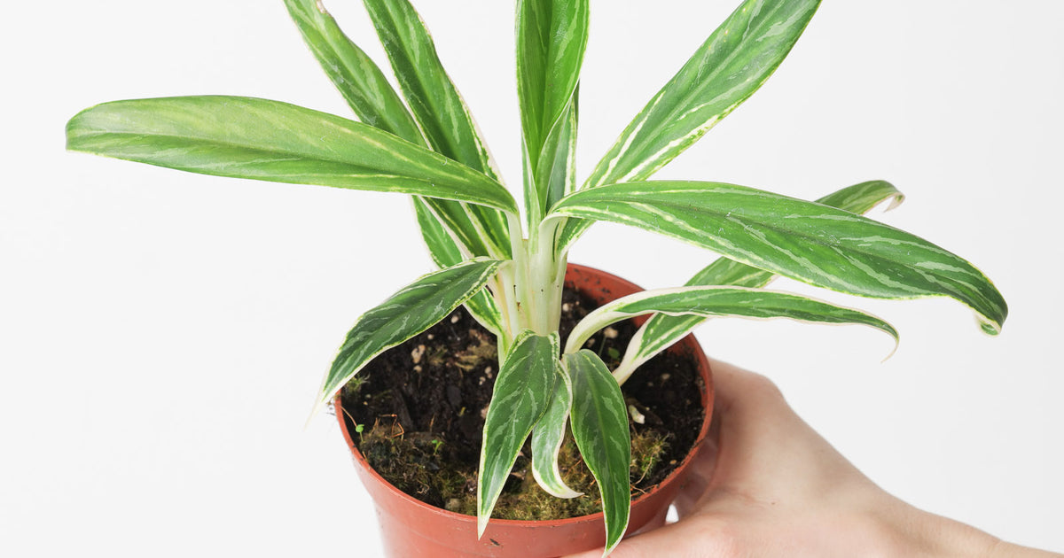 aglaonema modestum bamboo Aglaonema 'Bamboo' | Plants