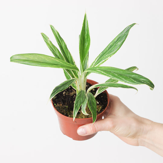Aglaonema 'Bamboo' Plants GrowTropicals
