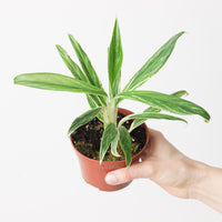 Aglaonema 'Bamboo'