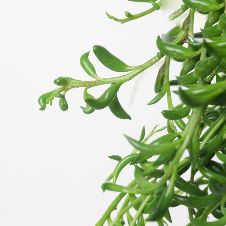 Senecio Radicans String of Bananas Plants GrowTropicals